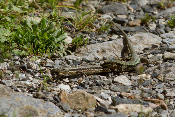 Lézard des murailles — Podarcis muralis (Laurenti, 1768), (accouplement) (Etsaut (64), France, le 30/04/2019)