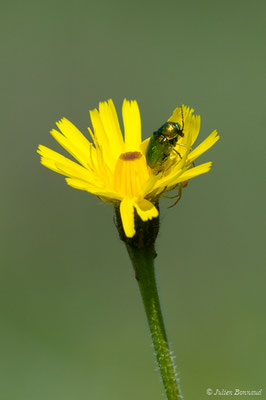 Cryptocephalus sericeus (Linnaeus, 1758), (Pihourc, Saint-Godens (31), France, le 21/05/2018)