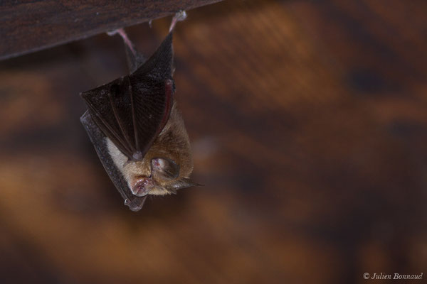 Petit rhinolophe — Rhinolophus hipposideros (Borkhausen, 1797)