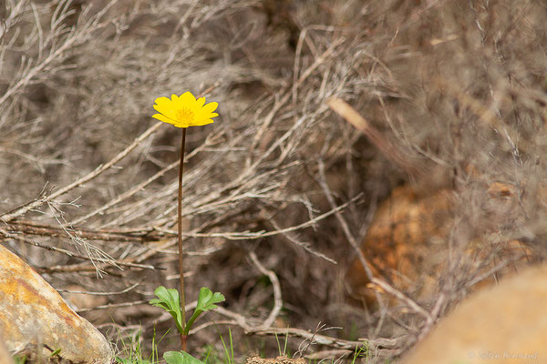 Anémone palmée — Anemone palmata L., 1753