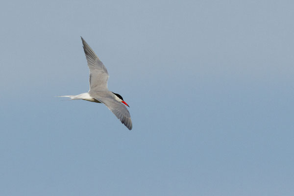 Sterne pierregarin — Sterna hirundo Linnaeus, 1758, (Parc Natural del Delta de l'Ebre, Tarragone, Espagne, le 05/06/2022)