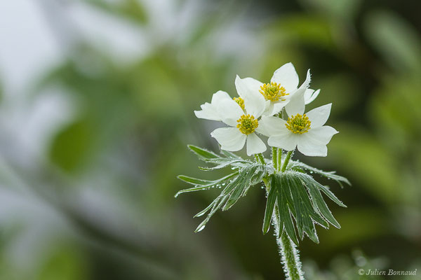 Anémone à fleurs de Narcisse — Anemonastrum narcissiflorum (L.) Holub, 1973