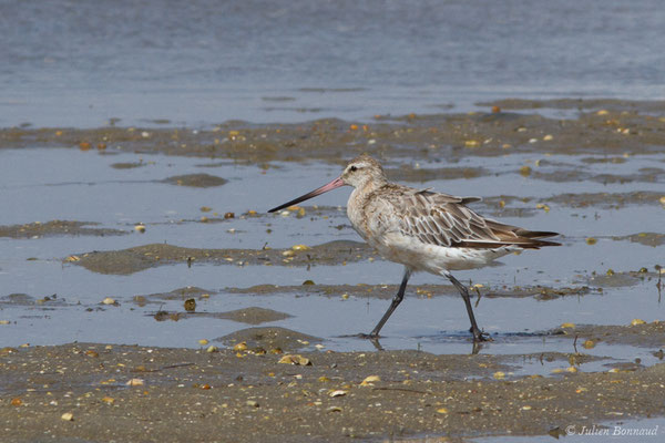 Barge rousse — Limosa lapponica (Linnaeus, 1758), (adulte en plumage internuptial) (Ria Formosa (Faro), (Algarve), Portugal, le 01/09/2018)