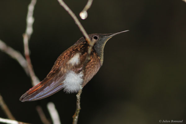 Colibri rubis-topaze — Chrysolampis mosquitus (Linnaeus, 1758)
