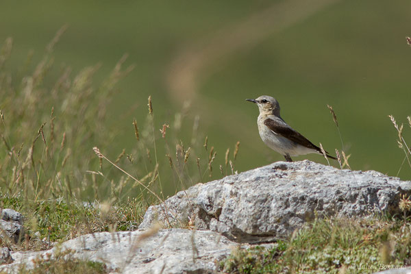 Traquet motteux — Oenanthe oenanthe (Linnaeus, 1758), (Col du Pourtalet, Laruns (64), France, le 06/07/2019)