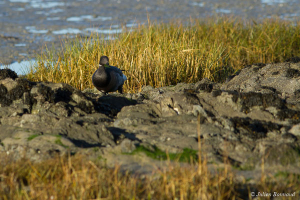 Bernache cravant — Branta bernicla (Linnaeus, 1758), (Baie de Saint-Brieuc, Hillion (22), France, le 11/01/2018)