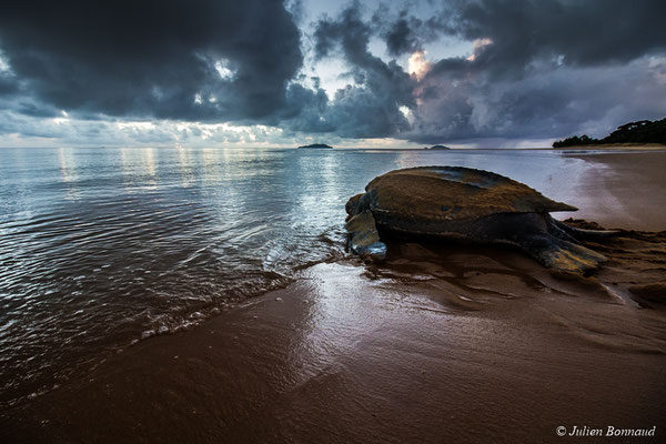 Tortue luth — Dermochelys coriacea (Vandelli, 1761), (Plage des Salines, Remire-Montjoly, Guyane, le 04/06/2017)