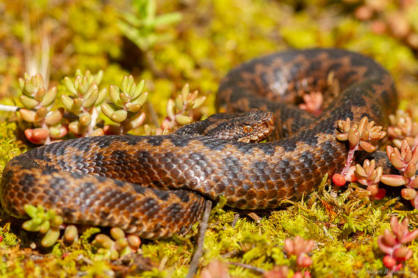 Vipère aspic de Zinniker – Vipera aspis zinnikeri (Kramer, 1958), (Borce (64), France, le 28/05/2024)