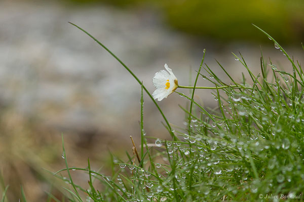 Renoncule des Pyrénées — Ranunculus pyrenaeus L., 1771