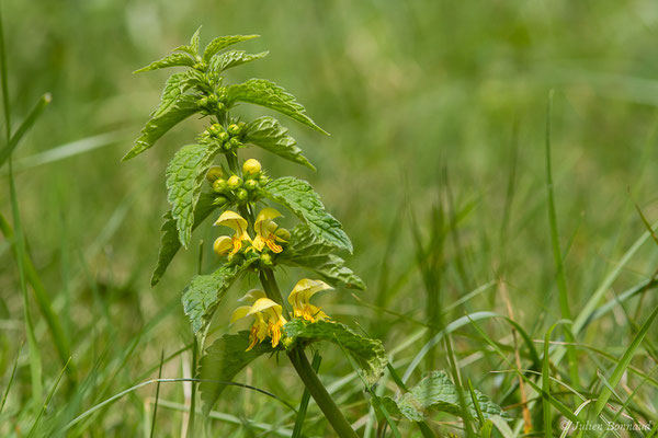 Lamier jaune, Lamier Galéobdolon – Lamium galeobdolon (L.) L., 1759, (Etsaut (64), France, le 19/04/2021)