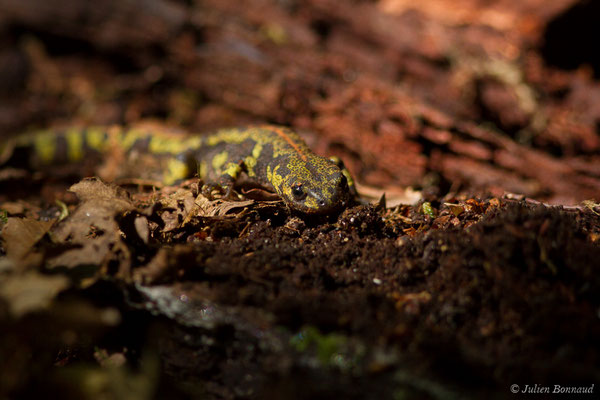 Triton marbré — Triturus marmoratus (Latreille, 1800)