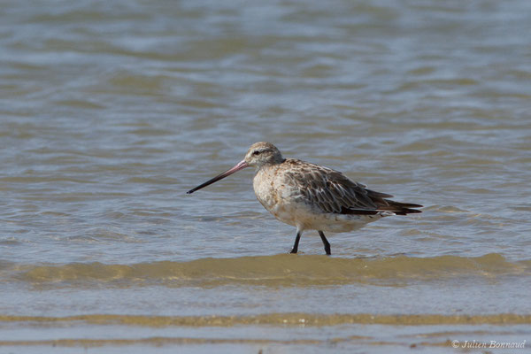 Barge rousse — Limosa lapponica (Linnaeus, 1758), (adulte en plumage internuptial) (Ria Formosa (Faro), (Algarve), Portugal, le 01/09/2018)
