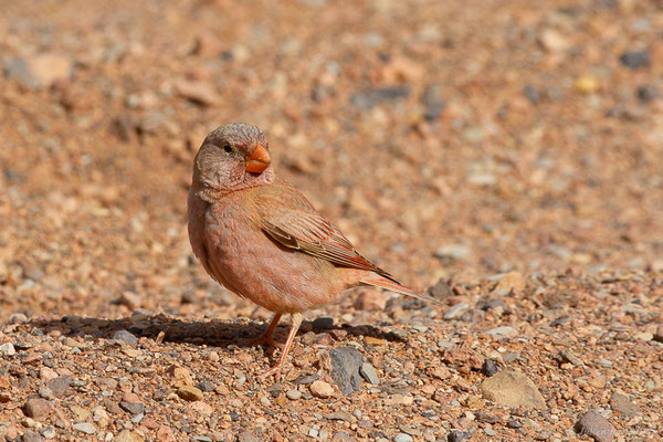 Roselin githagine — Bucanetes githagineus (Lichtenstein, 1823), (Msseyed (Guelmim-Oued Noun), Maroc, le 26/03/2024)