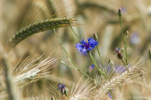 Bleuet — Cyanus segetum Hill, 1762, (Mézières-en-Brenne (36), France, le 13/06/2021)