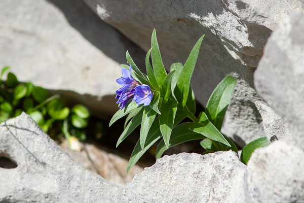 Grémil de Gaston — Glandora gastonii (Benth.) L.Cecchi & Selvi, 2014, (Station de ski de La Pierre Saint-Martin, Arette (64), France, le 06/07/2023)