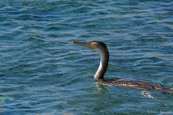 Cormoran huppé — Phalacrocorax aristotelis (Linnaeus, 1761), (L'Île-Rousse (2B), France, le 14/09/2019)