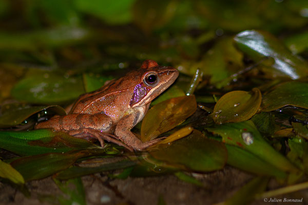 Grenouille agile — Rana dalmatina Fitzinger in Bonaparte, 1838, (adulte) (Monségur (40), France, le 22/03/2022)