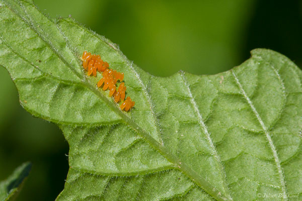 Doryphore (Leptinotarsa decemlineata) (Parbayse (64), France, le 31/05/2019)