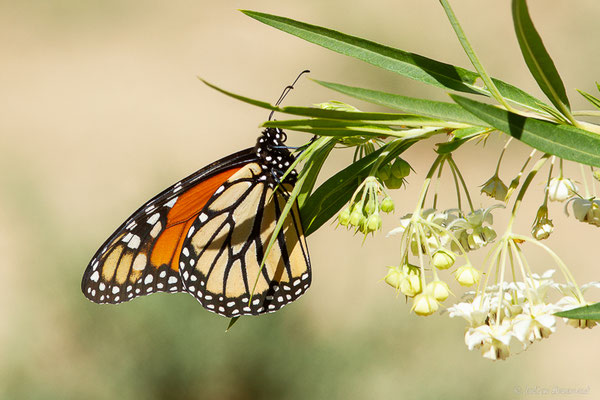 Monarque ou Monarque américain — Danaus plexippus (Linnaeus, 1758), (Tétouan (Tanger-Tétouan-Al Hoceïma), Maroc, le 27/09/2023)