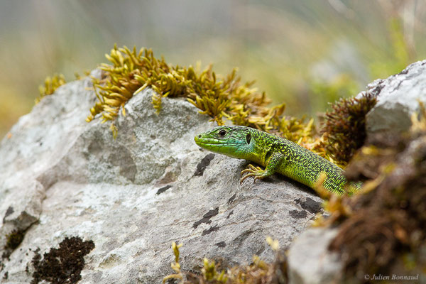 Lézard à deux raies — Lacerta bilineata Daudin, 1802, (Etsaut (64), France, le 27/04/2022)