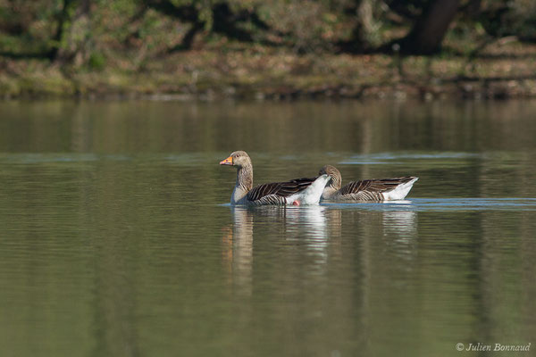 Oie cendrée — Anser anser (Linnaeus, 1758), (Lac d'Orthez (64), le 16/03/2019)