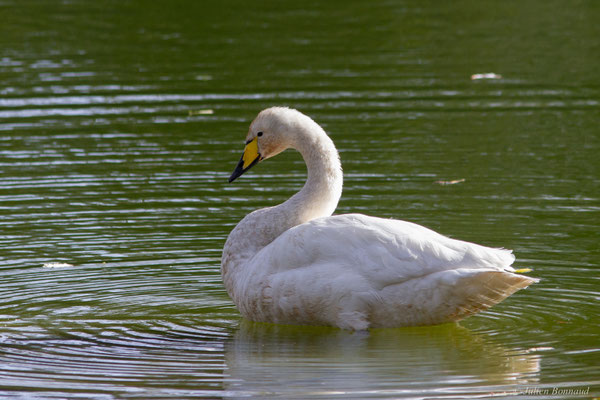 Cygne chanteur — Cygnus cygnus (Linnaeus, 1758), (Parc écologique de Plaiaundi, Irun (Pays basque), Espagne, le 11/11/2025)