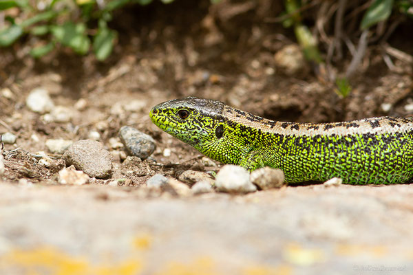 Lézard des souches — Lacerta agilis (Linnaeus, 1758)