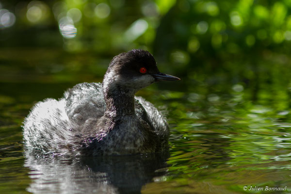 Grèbe à cou noir — Podiceps nigricollis Brehm, CL, 1831, (adulte en plumage internuptial) (parc animalier des Pyrénées, France, le 03/10/2017)