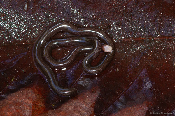 Typhlophide écailleux — Typhlophis squamosus (Schlegel, 1839), (Chutes Voltaire, Saint-Laurent-du-Maroni, Guyane, le 22/07/2017)