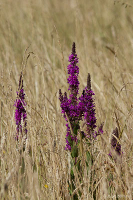 Salicaire commune ou Salicaire pourpre — Lythrum salicaria L., 1753