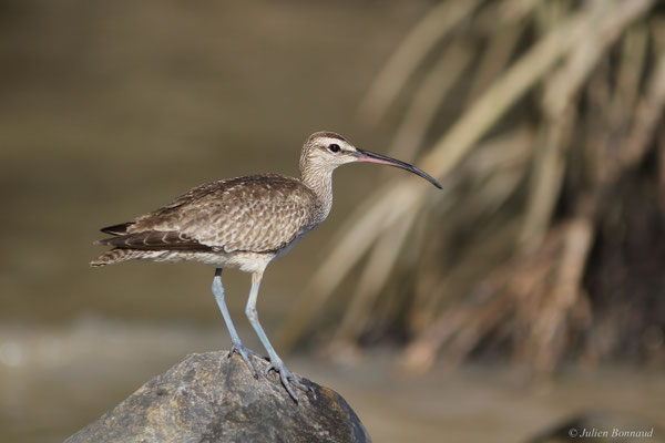 Courlis corlieu — Numenius phaeopus (Linnaeus, 1758), (Dégrad des Cannes, Remire-Montjoly, Guyane, le 08/11/2015)