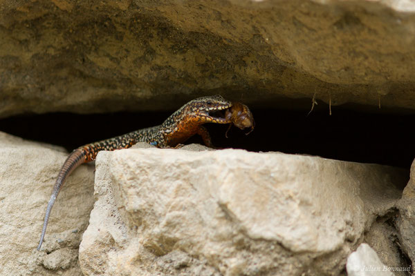 Lézard des murailles — Podarcis muralis (Laurenti, 1768)