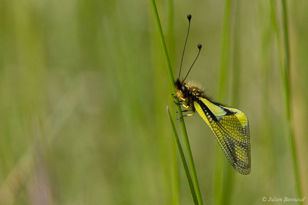 Ascalaphe soufré (Libelloides coccajus) (Pihourc, Saint-Godens (31), France, le 16/05/2019)