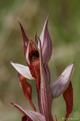 Sérapias à labelle allongé — Serapias vomeracea (Burm.f.) Briq., 1910
