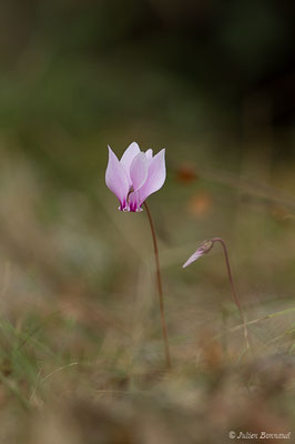 Cyclamen à feuilles de lierre — Cyclamen hederifolium Aiton, 1789, (Moltifao (2B), Corse (France), le 10/09/2019)