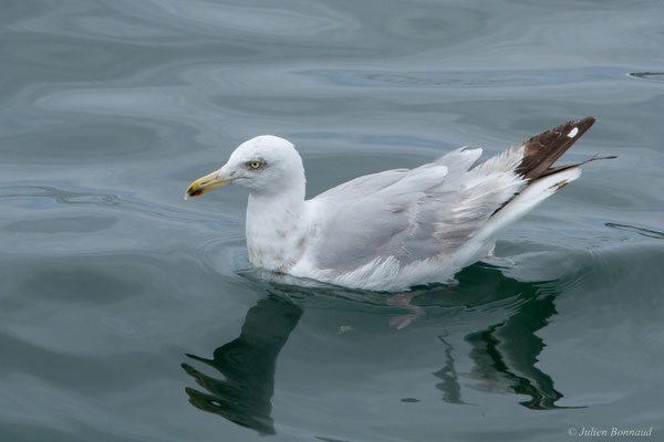 Goéland brun — Larus fuscus Linnaeus, 1758, (Baie de Quiberon, Locmariaquer (56), France, le 09/07/2021)
