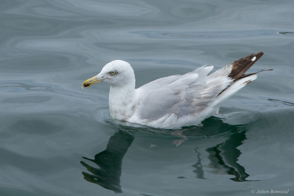 Goéland argenté — Larus argentatus Pontoppidan, 1763