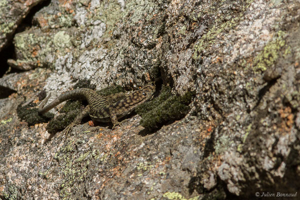 Lézard de Bedriaga — Archaeolacerta bedriagae (Camerano, 1885)