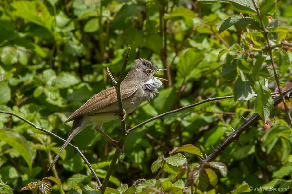 Fauvette grisette — Sylvia communis Latham, 1787, (mâle chanteur) (Pihourc, Lieoux (31), France, le 29/05/2019)