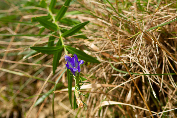 Gentiane pneumonanthe — Gentiana pneumonanthe L., 1753, (Mendive (64), France, le 25/10/2022)