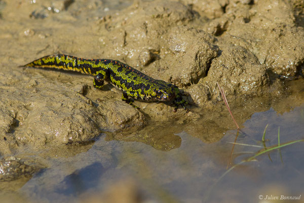 Triton marbré — Triturus marmoratus (Latreille, 1800)