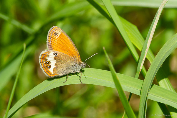 Céphale — Coenonympha arcania (Linnaeus, 1761), (Fort du Portalet, Etsaut (64), France, le 13/06/2022)
