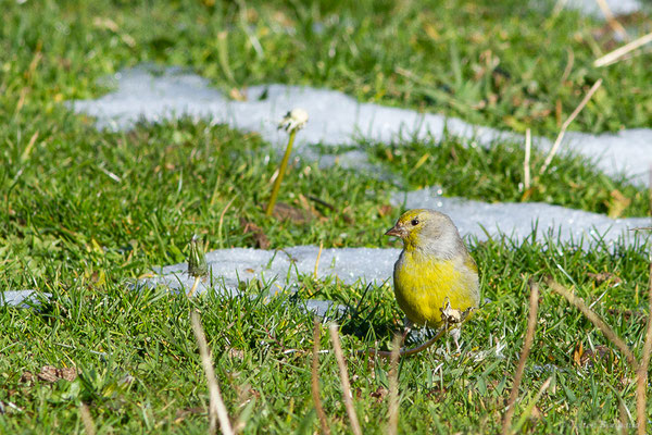 Venturon montagnard — Carduelis citrinella (Pallas, 1764), (Station de ski de La Pierre Saint-Martin, Arette, (64), France, le 06/11/2022)