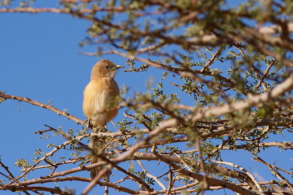 Cratérope fauve — Argya fulva (Desfontaines, 1789), (Tata (Souss-Massa), Maroc, le 08/02/2023)