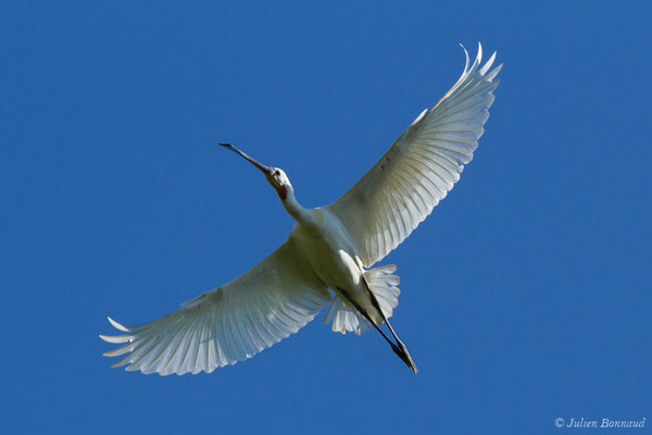 Spatule blanche — Platalea leucorodia Linnaeus, 1758, (adulte) (Anglade (33), France, le 20/06/2018)
