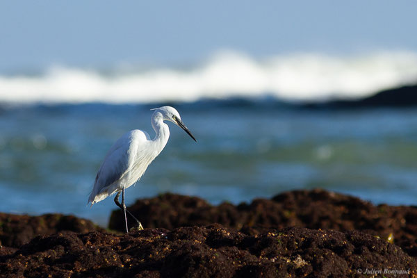 Aigrette garzette — Egretta garzetta (Linnaeus, 1766), (Oualidia (Casablanca-Settat), Maroc, le 21/01/2022)
