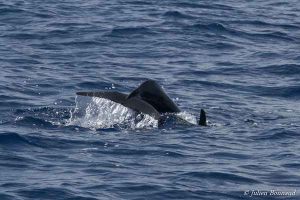 Pseudorque ou fausse Orque – Pseudorca crassidens (Owen, 1846), (au large de Deshaies, Basse-Terre le 22/05/2016)