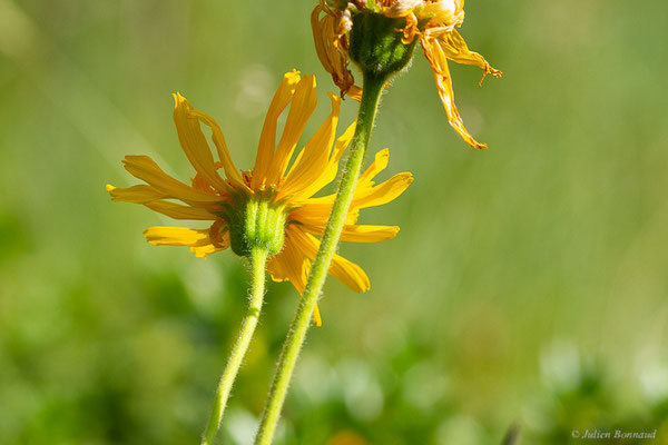 Arnica des montagnes — Arnica montana L., 1753, (Cirque glaciaire de Soulcem, Auzat (09), le 10/07/2023)