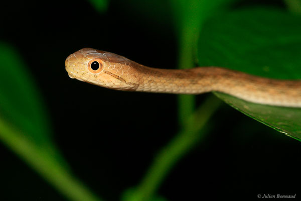 Thamnodynastes pâle — Thamnodynastes pallidus (Linnaeus, 1758), (Kaw, Guyane, le 21/06/2015)