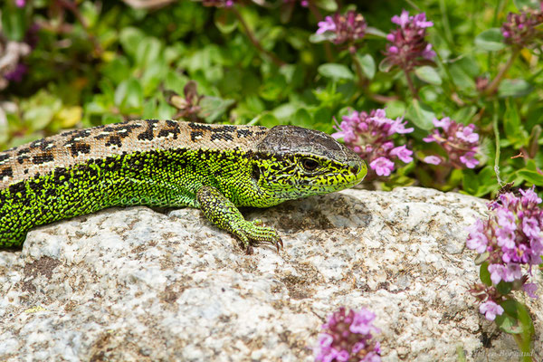 Lézard des souches — Lacerta agilis (Linnaeus, 1758)
